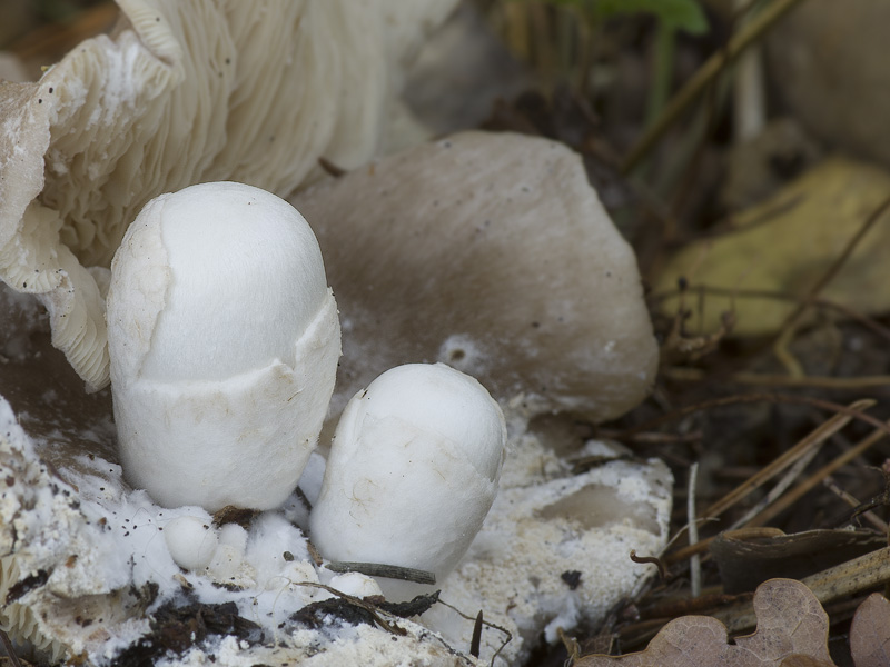 Volvariella surrecta